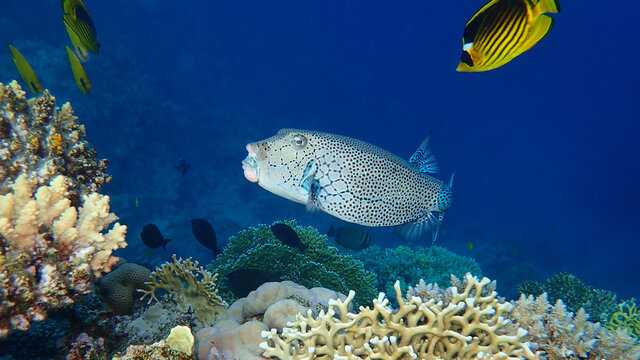 Yellow boxfish (Ostracion cubicus) undersea, Red Sea, Egypt, Sharm El Sheikh, Nabq Bay. Probably a typo was made on the FishBase: cubicum.