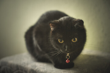 Czarny kot z zainteresowaniem obserwujący otoczenie - obrazy, fototapety, plakaty