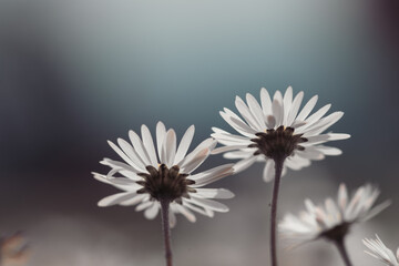 Daisies in springtime: Close up picture, copy space