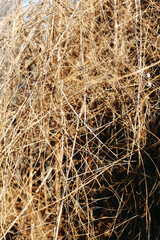 texture of hay
