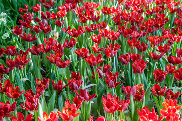 Beautiful tulip in the garden,.