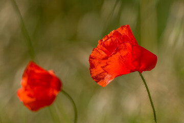 poppy flowers lulled by the wind