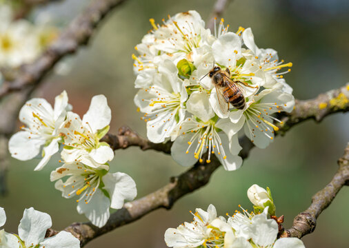 Insekten und Bienen - Biene auf einer Obstbl&uuml;te im Fr&uuml;hjahr.