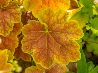 heuchera leaf with warm colors in a garden