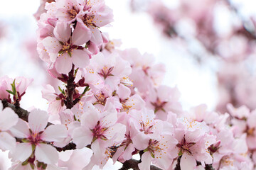Delicate spring pink cherry blossoms on tree outdoors, closeup