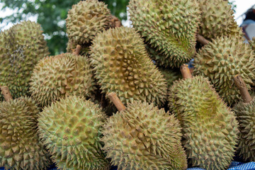 Fototapeta premium Durain fruit sell in local market. Durian being sold in a market.