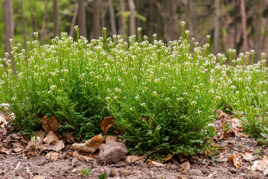 Large plant of the hairy foam herb with leaves and flowers on the forest floor