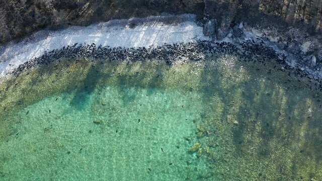 Colony of seal lying on coast and swim, float in clear blue water. Nerpa pusa sibirica of Baikal