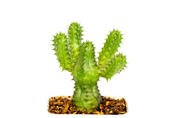 Image of cactus isolated on white background. Small decorative plant. Front view.