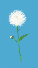 Fluffy blooming white dandelion with blue-green background in vector design illustration art