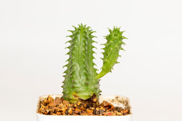 Image of cactus isolated on white background. Small decorative plant. Front view.