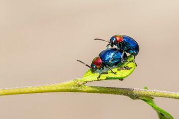 Image of blue milkweed beetle it has blue wings and a red head couple make love on a natural background. Insect. Animal.