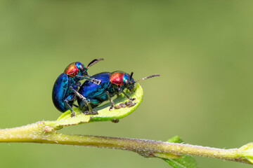 Image of blue milkweed beetle it has blue wings and a red head couple make love on a natural background. Insect. Animal.