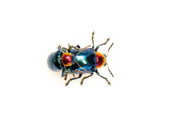 Image of blue milkweed beetle it has blue wings and a red head couple make love on white background. Insect. Animal.