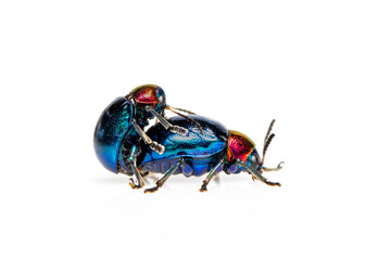 Image of blue milkweed beetle it has blue wings and a red head couple make love on white background. Insect. Animal.