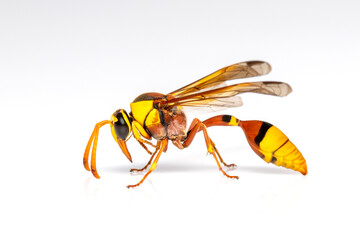 Image of black back mud-wasp isolated on white background. Animal. Insect.