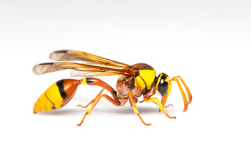 Image of black back mud-wasp isolated on white background. Animal. Insect.