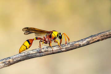 Image of black back mud-wasp on dry branch on natural background. Insect. Animal.