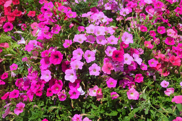 Colorful petunias flowers with bright sunlight
