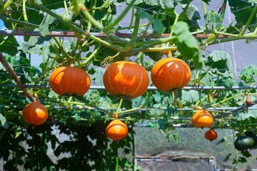 Fresh pumpkins hanging on the tree on a sunny day.
