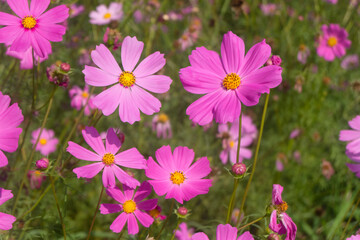 Fototapeta na wymiar Pink cosmos flowers blooming in the garden, selective focus