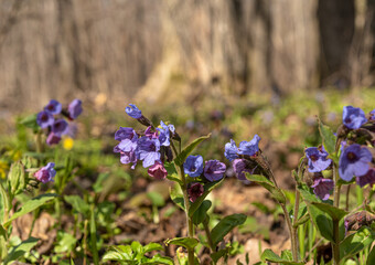 purple lungwort in the forest (Pulmonária)