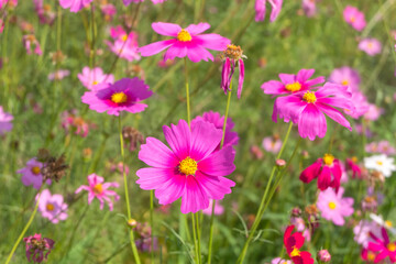 Pink cosmos flowers blooming in the garden.