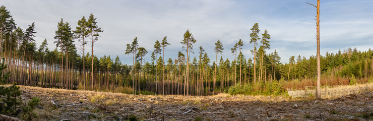 panorama pine trees on the edge of forest clearing © Petr