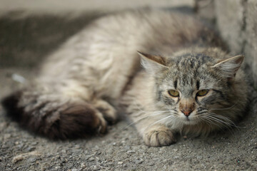 Portrait of wild fluffy cat lying on ground