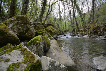 stream flowing in the forest on early sprungtime. Mossy rocks on the foreground 