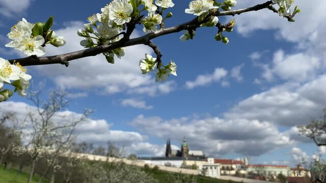 Very popular Petrin public park with overlooking Prague Castle in Prague, Czech Republic
Prague without foreign tourists after the coronavirus pandemic.