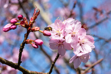 Prunus sargentii a springtime flowering cherry tree plant with pink flower blossom in the spring...