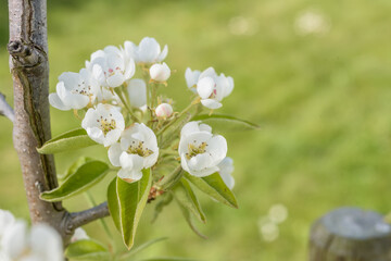 Blühender Birnbaum in der Sonne im Garten , Ausschnitt, Detail