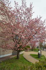 Sakura in Moscow