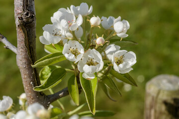 Blühender Birnbaum in der Sonne im Garten , Ausschnitt, Detail