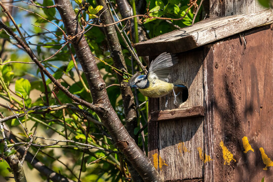 Blue tit (Cyanistes caeruleus) in flight leaving a bird nest box which is a common small garden songbird found in the UK and Europe, stock photo image