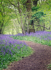 Winding Path Running Through English Spring Bluebells At Vincent's Wood, Freeland, Oxfordshire