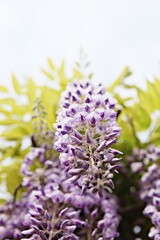 한국공원에핀꽃