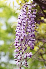 한국공원에핀꽃