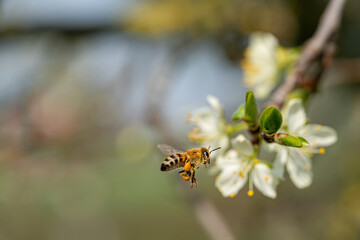 Frühlingsblüten - eine Biene fliegt Obstblüten an.