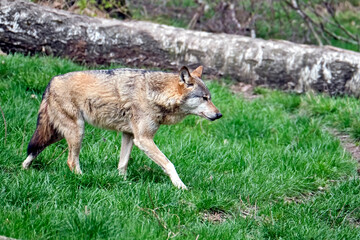 Europäischer Wolf ( Canis lupus )