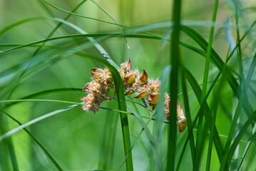 Nahaufnahme von Grashalmen in welchen sich eine abgestorbene Blüte verfangen hat