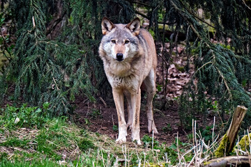Europäischer Wolf ( Canis lupus )