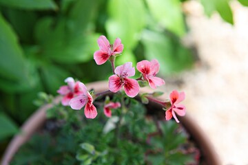 한국공원에핀꽃