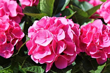 한국공원에핀꽃