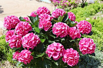 한국공원에핀꽃