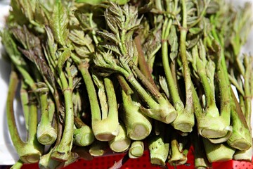 한국식물원의선인장입니다