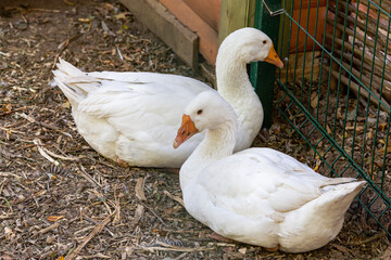 Close up of two white geese on an agricultural farm on a summer day.