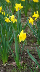 Narcyz. żonkile - (Narcissus jonquilla L.) – gatunek kwiatu z rodziny amarylkowatych. Roślina cebulkowa na rabaty. 