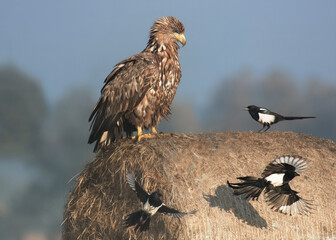 birkut (Haliaeetus albicilla)